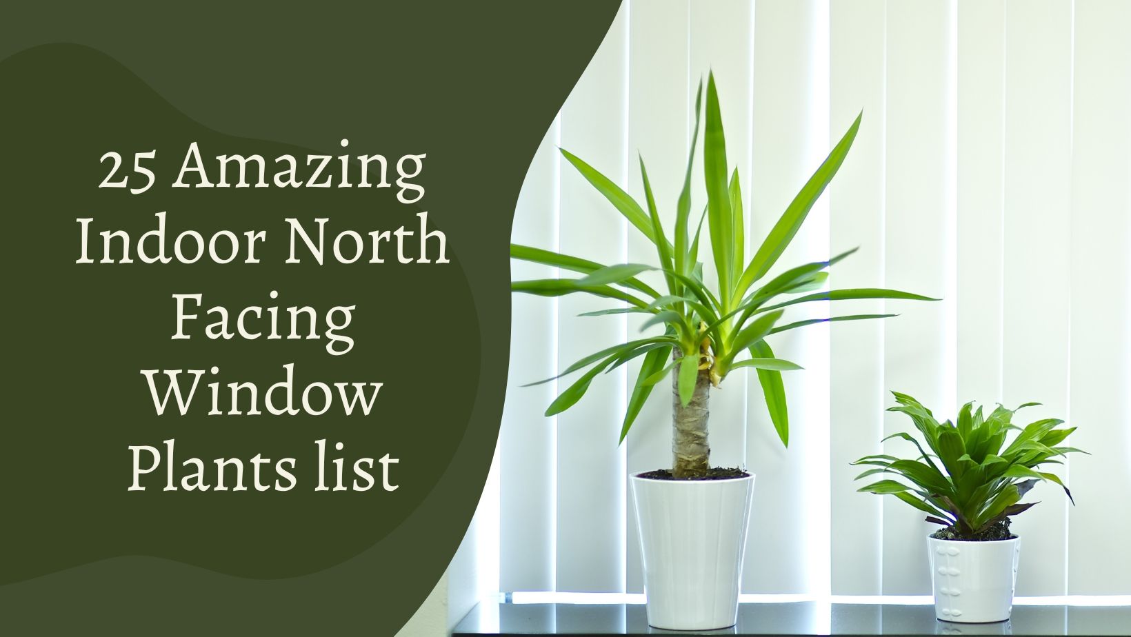 Amazing Indoor North Facing Window Plants list