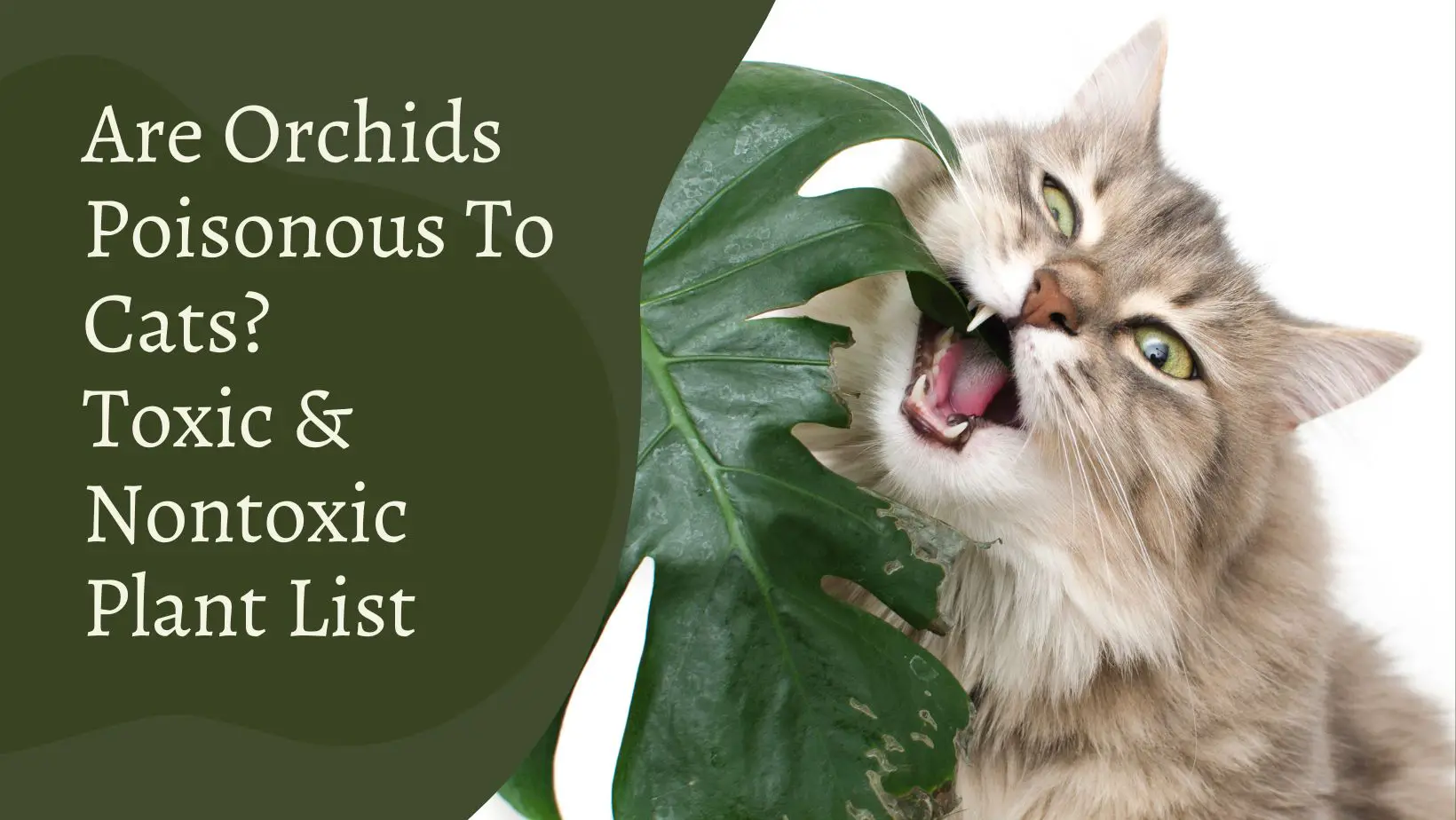 Are Orchids Poisonous To Cats