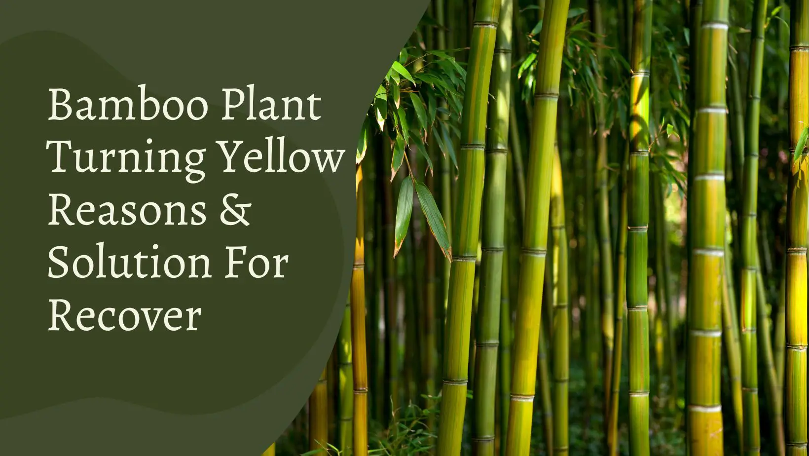 Bamboo Plant Turning Yellow
