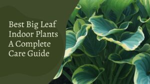 9 Best Big Leaf Indoor Plants – A Complete Care Guide