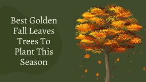 15 Best Golden Fall Leaves Trees To Plant This Season