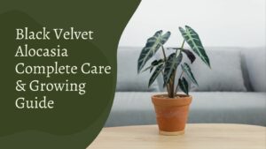 Black Velvet Alocasia – Complete Care & Growing Guide