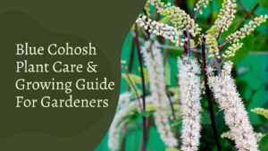 Blue Cohosh Plant Care & Growing Guide For Gardeners