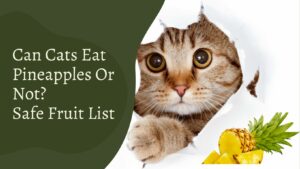 Can Cats Eat Pineapples Or Not? 10 Safe Fruit List