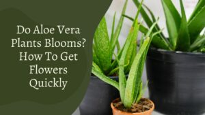 Do Aloe Vera Plants Blooms? How To Get Flowers Quickly