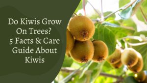 Do Kiwis Grow On Trees? 5 Facts & Care About Kiwis