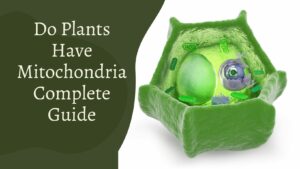 Do Plants Have Mitochondria – Complete Guide