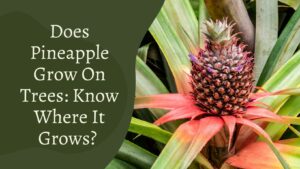 Does Pineapple Grow On Trees – Know Where It Grows?