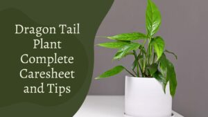 Dragon Tail Plant Complete Care: Step-By-Step Guide