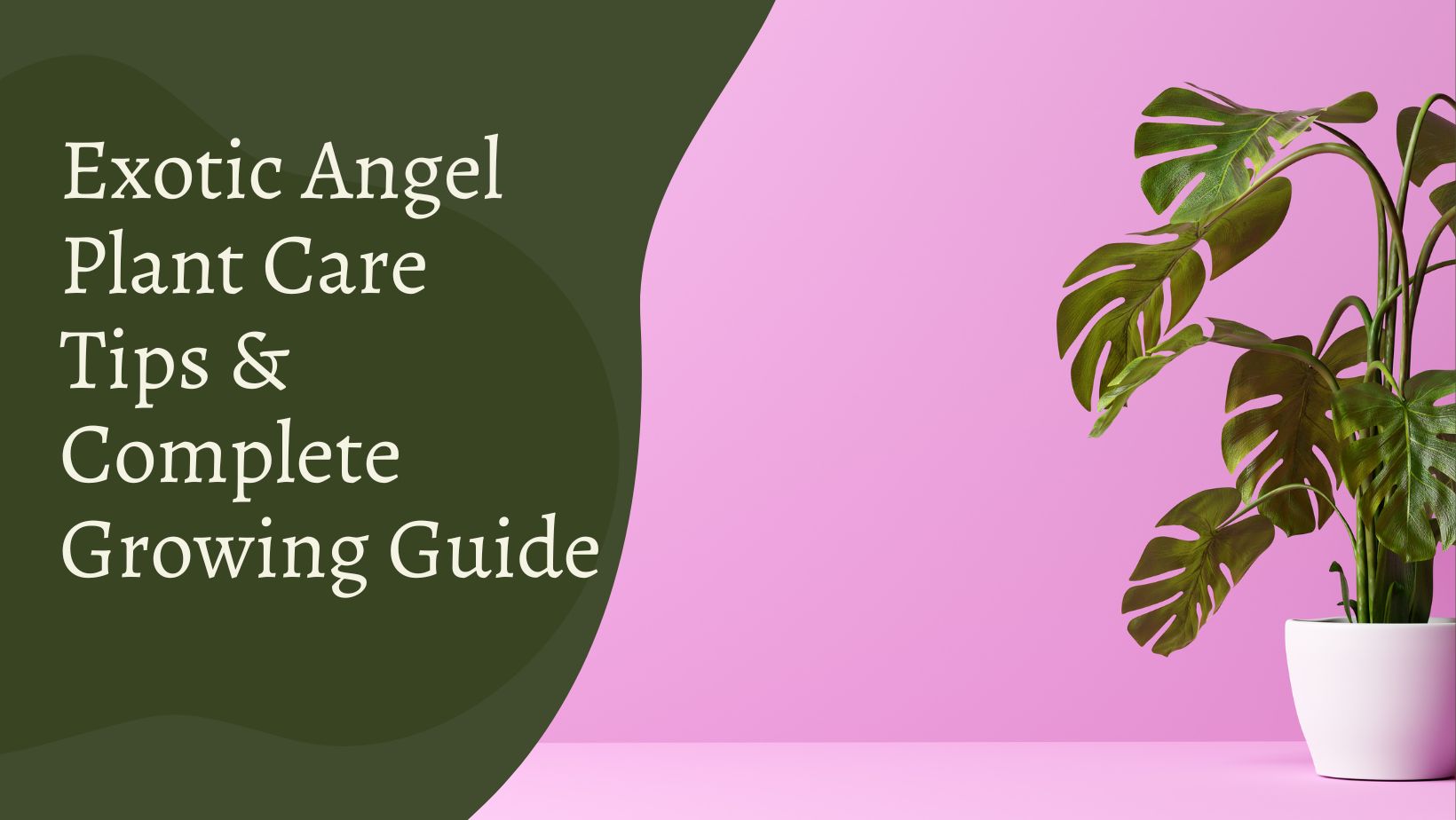 Exotic Angel Plant Care Tips
