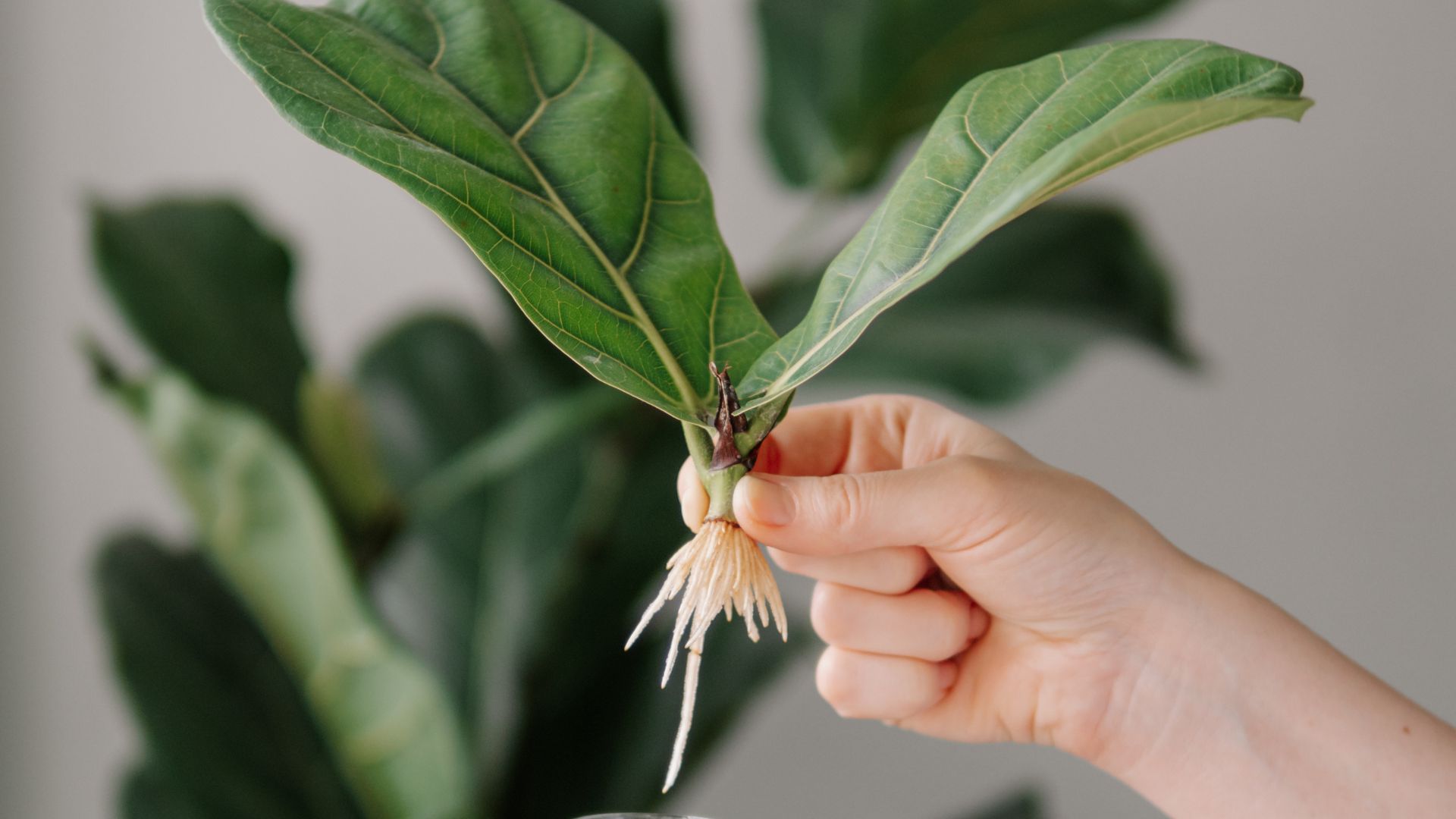 How Often To Water Fiddle Leaf Fig – Complete Watering Guide