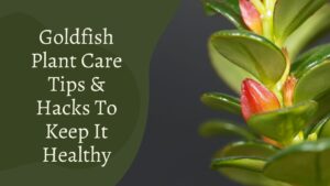 Goldfish Plant Care Tips & Hacks To Keep It Healthy