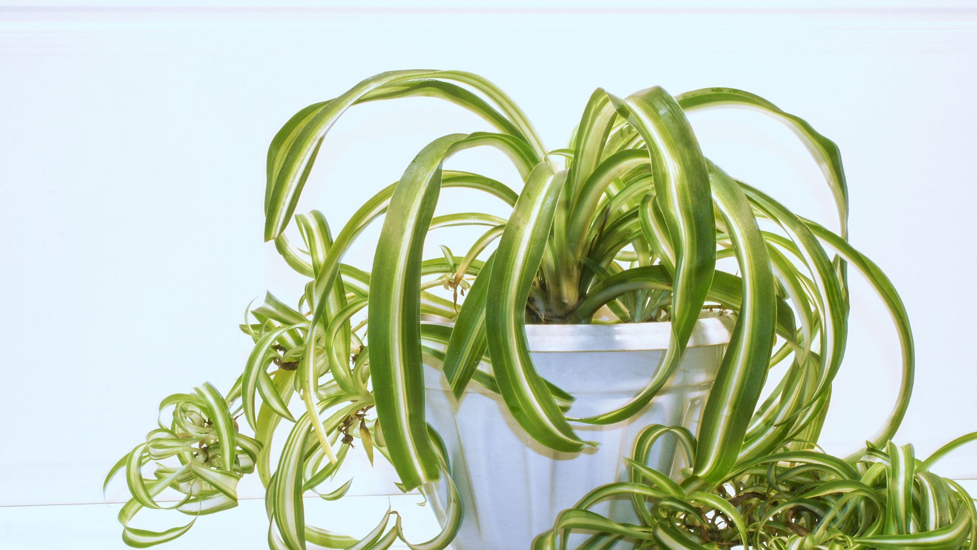 Spider Plant Brown Tips – Complete Reasons And Solution - Gardening Leaves