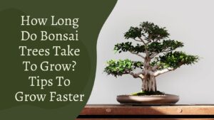 How Long Do Bonsai Trees Take To Grow? Tips To Grow Faster [2023 Guide]