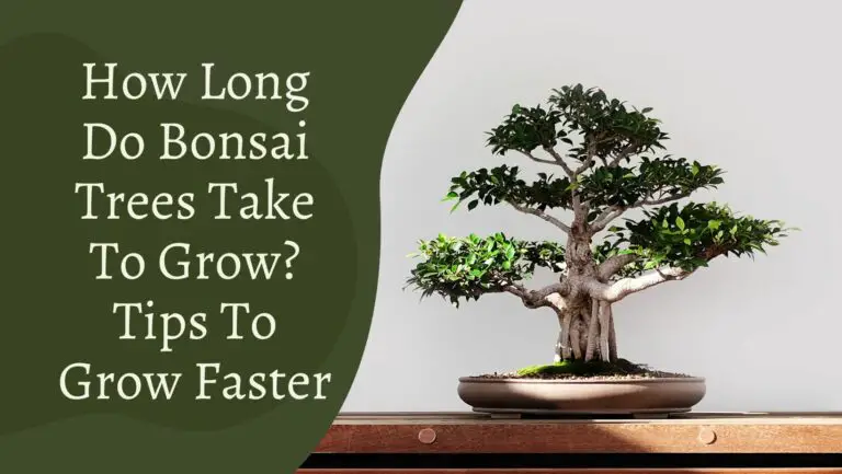 How Long Do Bonsai Trees Take To Grow? Tips To Grow Faster [2023 Guide ...