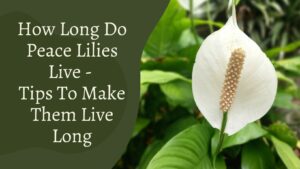 How Long Do Peace Lilies Live – Tips To Make Them Live Long