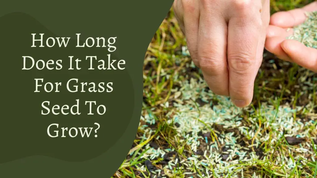 How Long Does It Take For Grass Seed To Grow Detail Guide Gardening