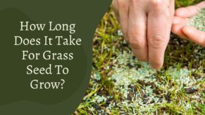 How Long Does It Take For Grass Seed To Grow – Detail Guide