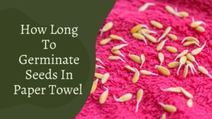 How Long To Germinate Seeds In Paper Towel – Detail Guide