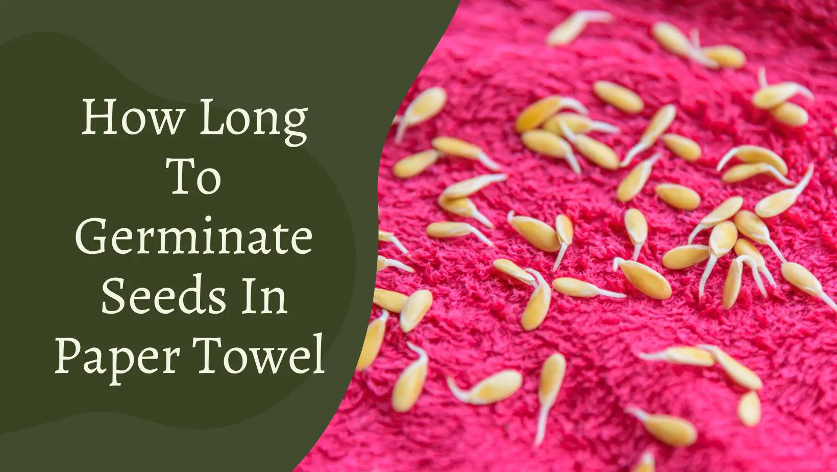 How Long To Germinate Seeds In Paper Towel