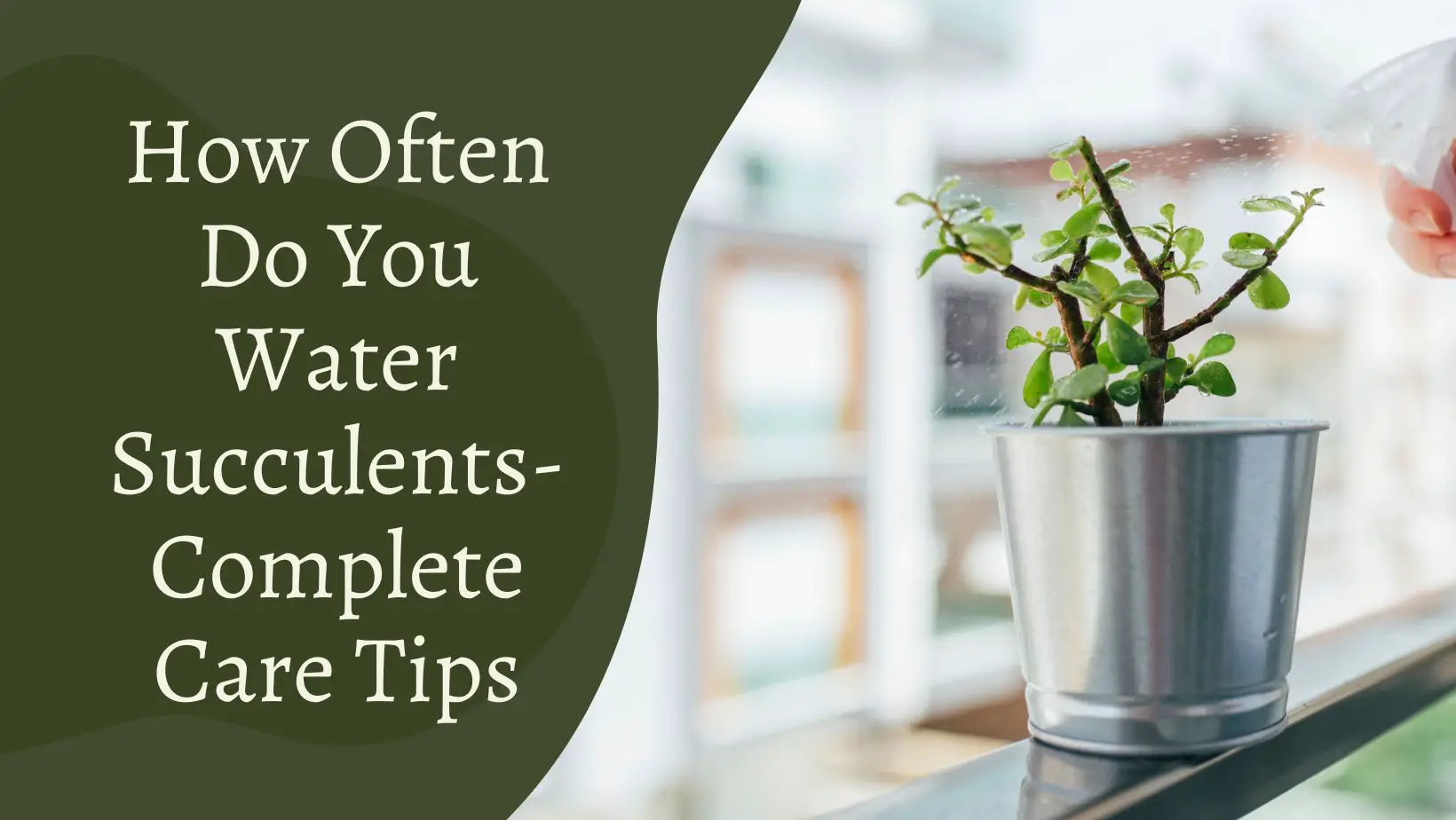 How Often Do You Water Succulents