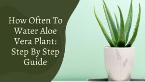 How Often To Water Aloe Vera Plant – 101 Guide