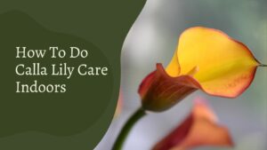 How To Do Calla Lily Care Indoors – Complete Care Guide