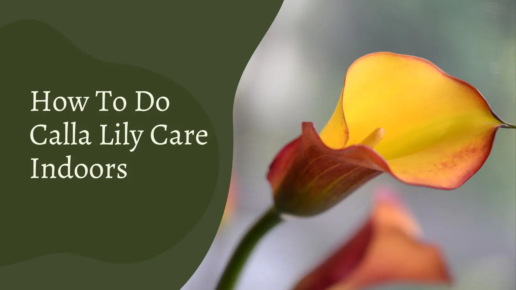 How To Do Calla Lily Care Indoors