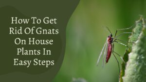 How To Get Rid Of Gnats On House Plants In Easy Steps