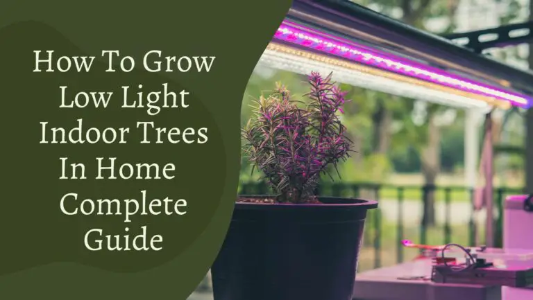 How To Grow Low Light Indoor Trees In Home – Complete Guide - Gardening ...