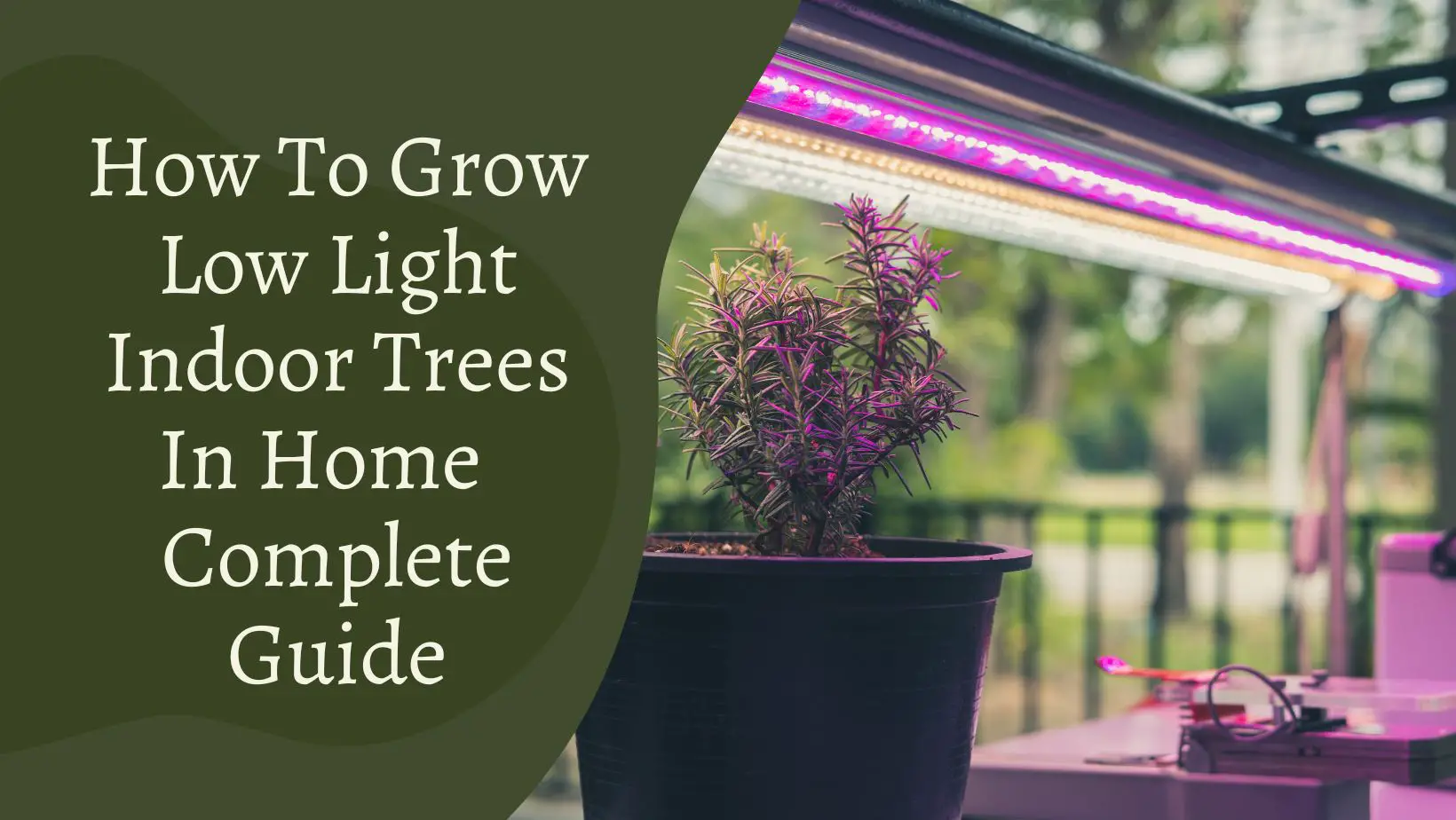 How To Grow Low Light Indoor Trees In Home – Complete Guide
