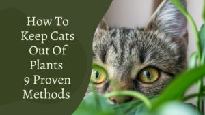 How To Keep Cats Out Of Plants – 9 Easy Proven Methods