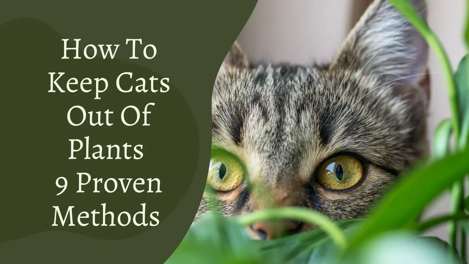 How To Keep Cats Out Of Plants