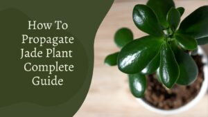 How To Propagate Jade Plant – Complete Guide
