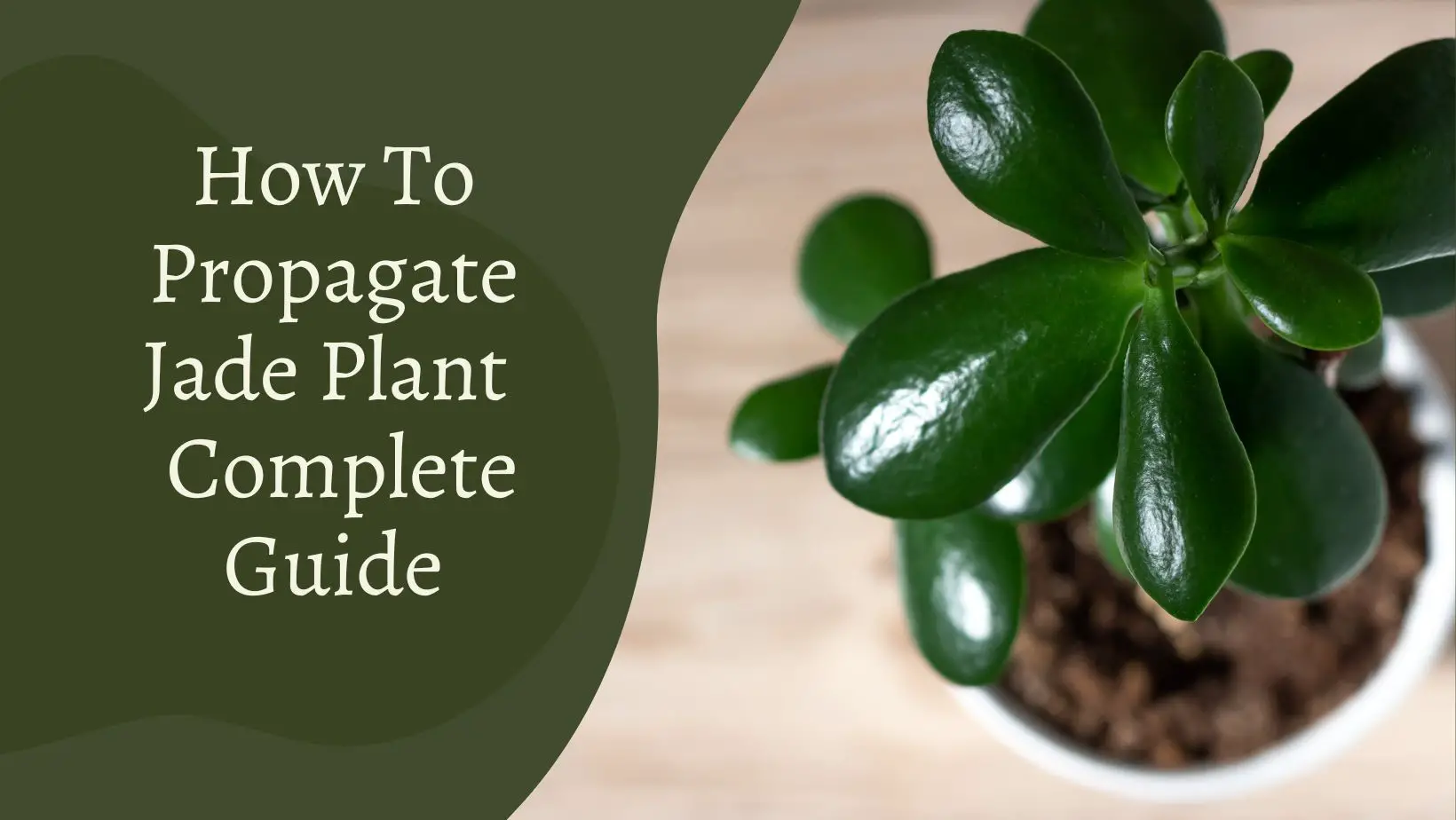 How To Propagate Jade Plant