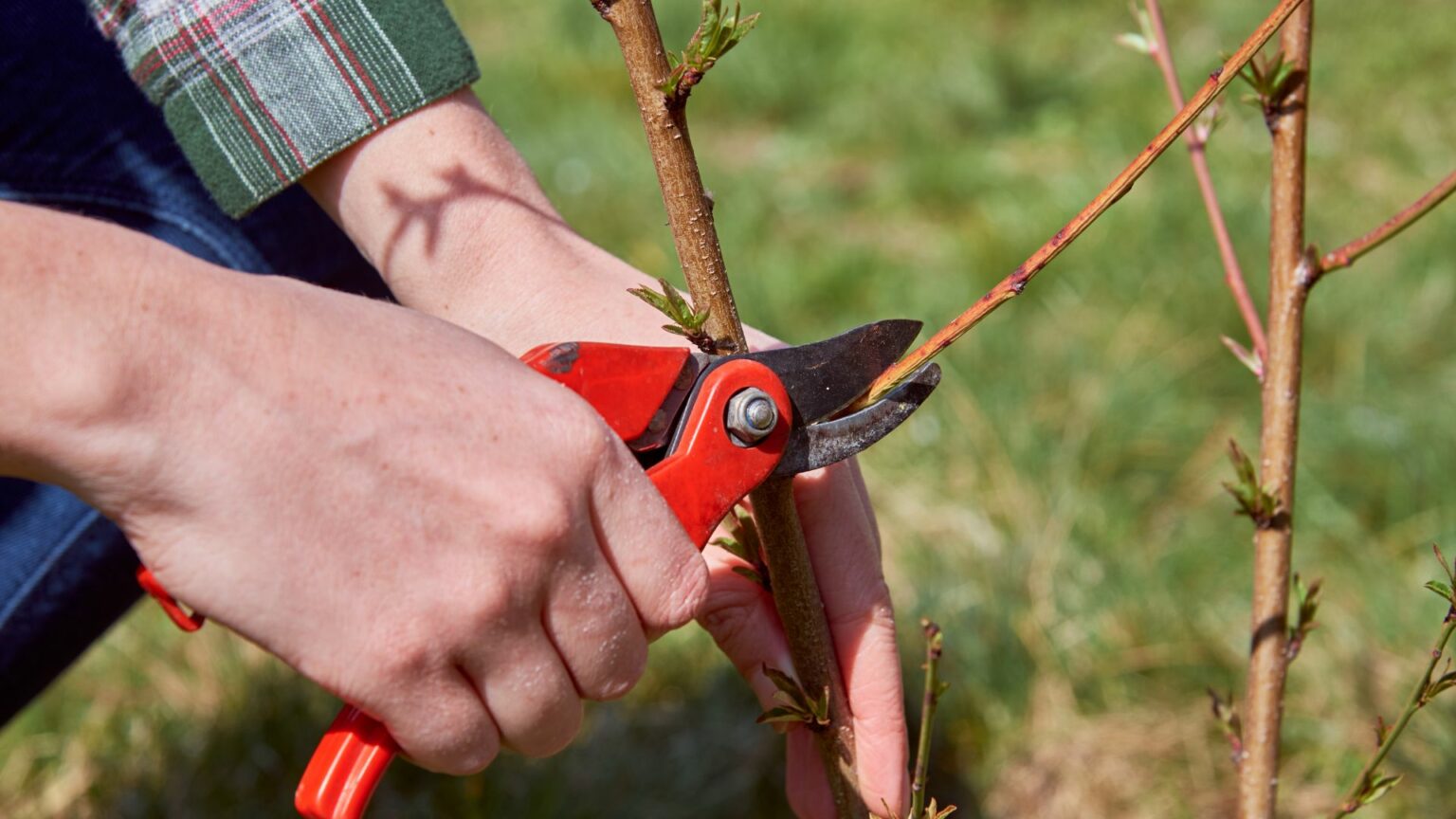 How To Prune a Cedar Tree – Useful Pruning & Trimming Tips - Gardening ...