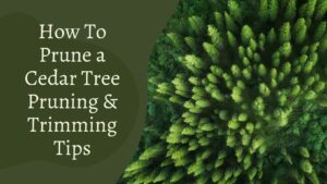 How To Prune a Cedar Tree – Useful Pruning & Trimming Tips