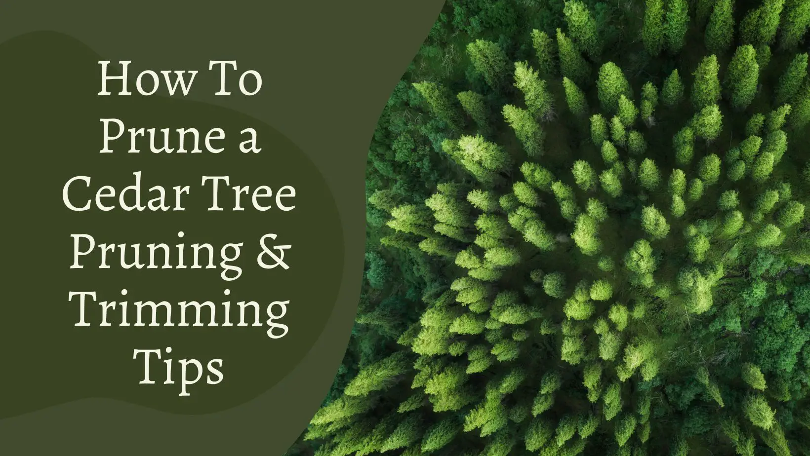 How To Prune a Cedar Tree