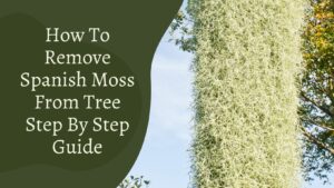 How To Remove Spanish Moss From Tree- Step By Step Guide