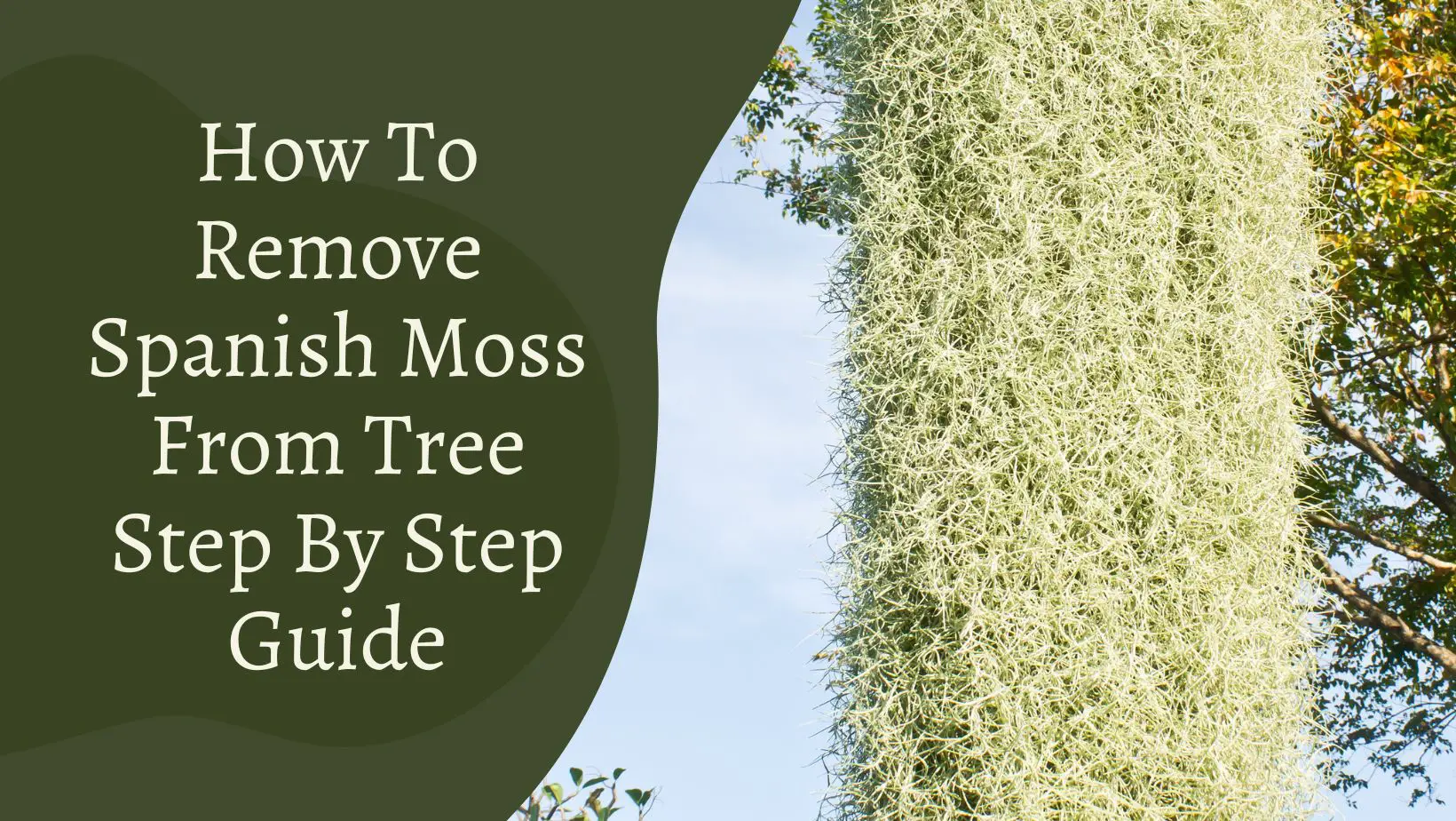 How To Remove Spanish Moss From Tree