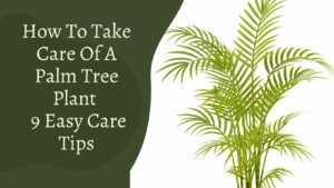 How To Take Care Of A Palm Tree Plant – 9 Easy Care Tips