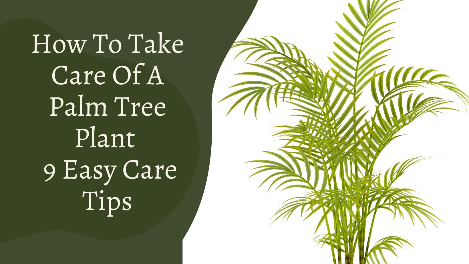 How To Take Care Of A Palm Tree Plant