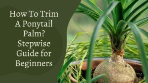 How To Trim A Ponytail Palm | Full Step By Step Procedure