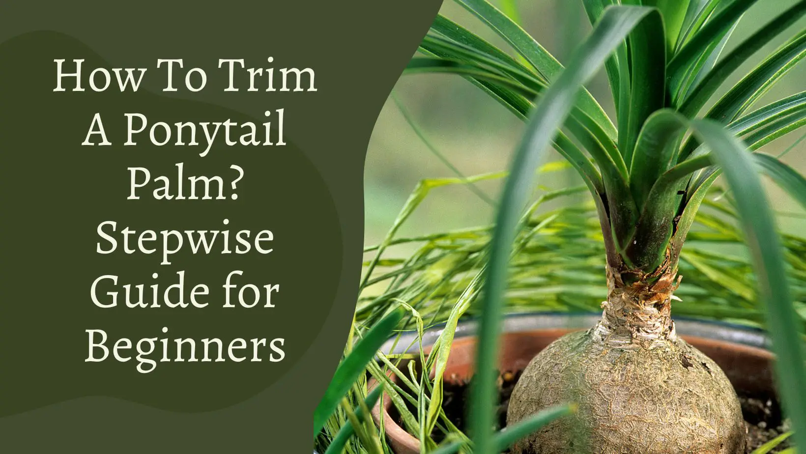 How To Trim A Ponytail Palm