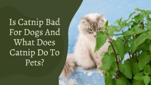 Is Catnip Bad For Dogs And What Does Catnip Do To Dogs?