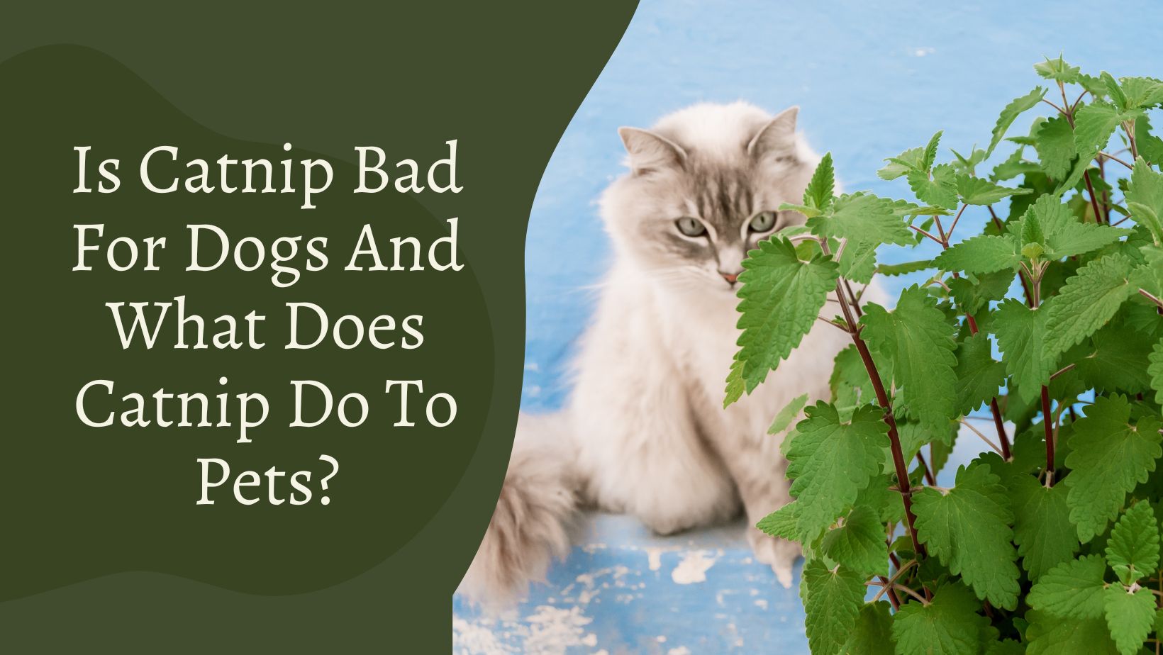 Is Catnip Bad For Dogs