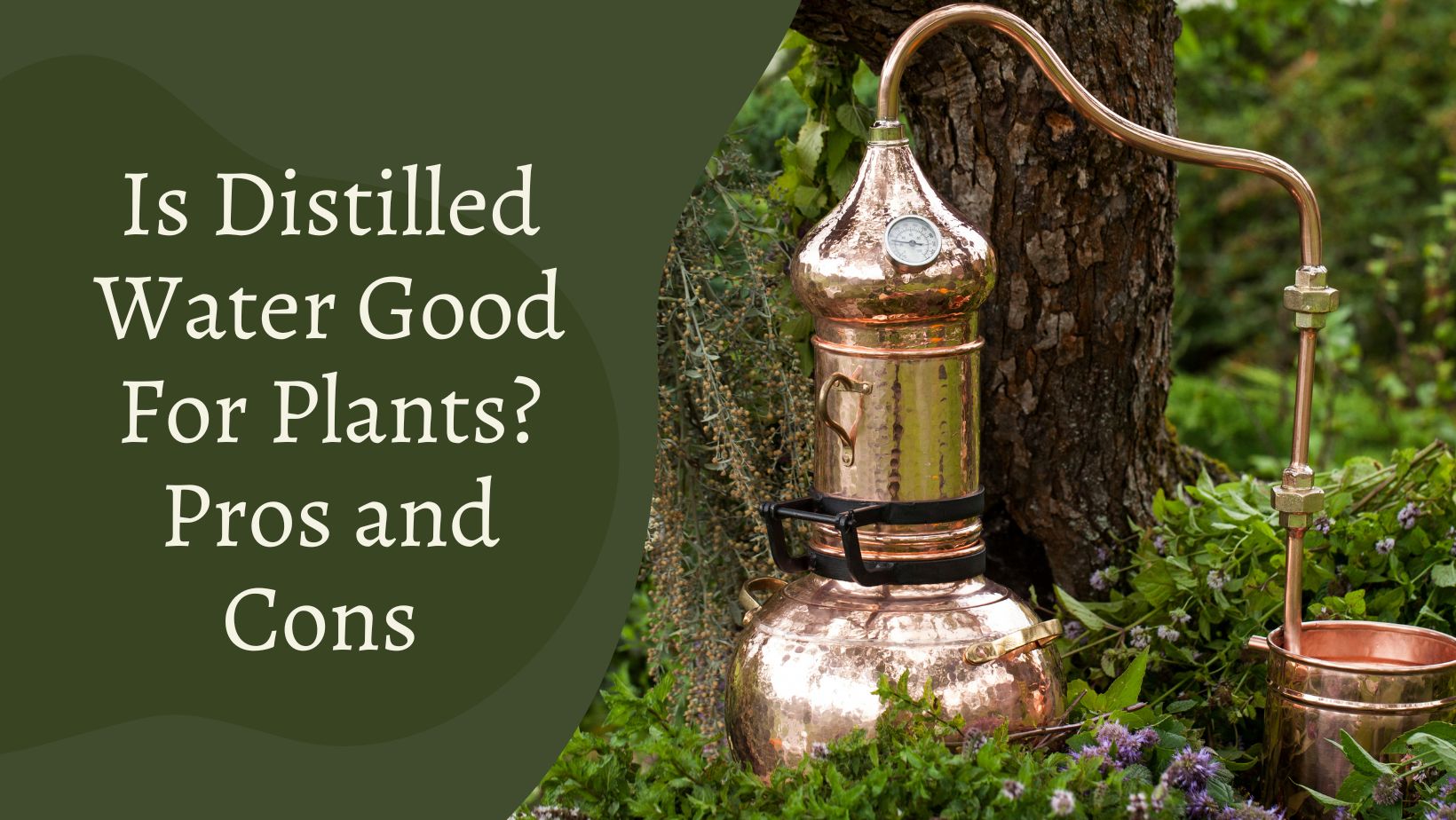 Is Distilled Water Good For Plants