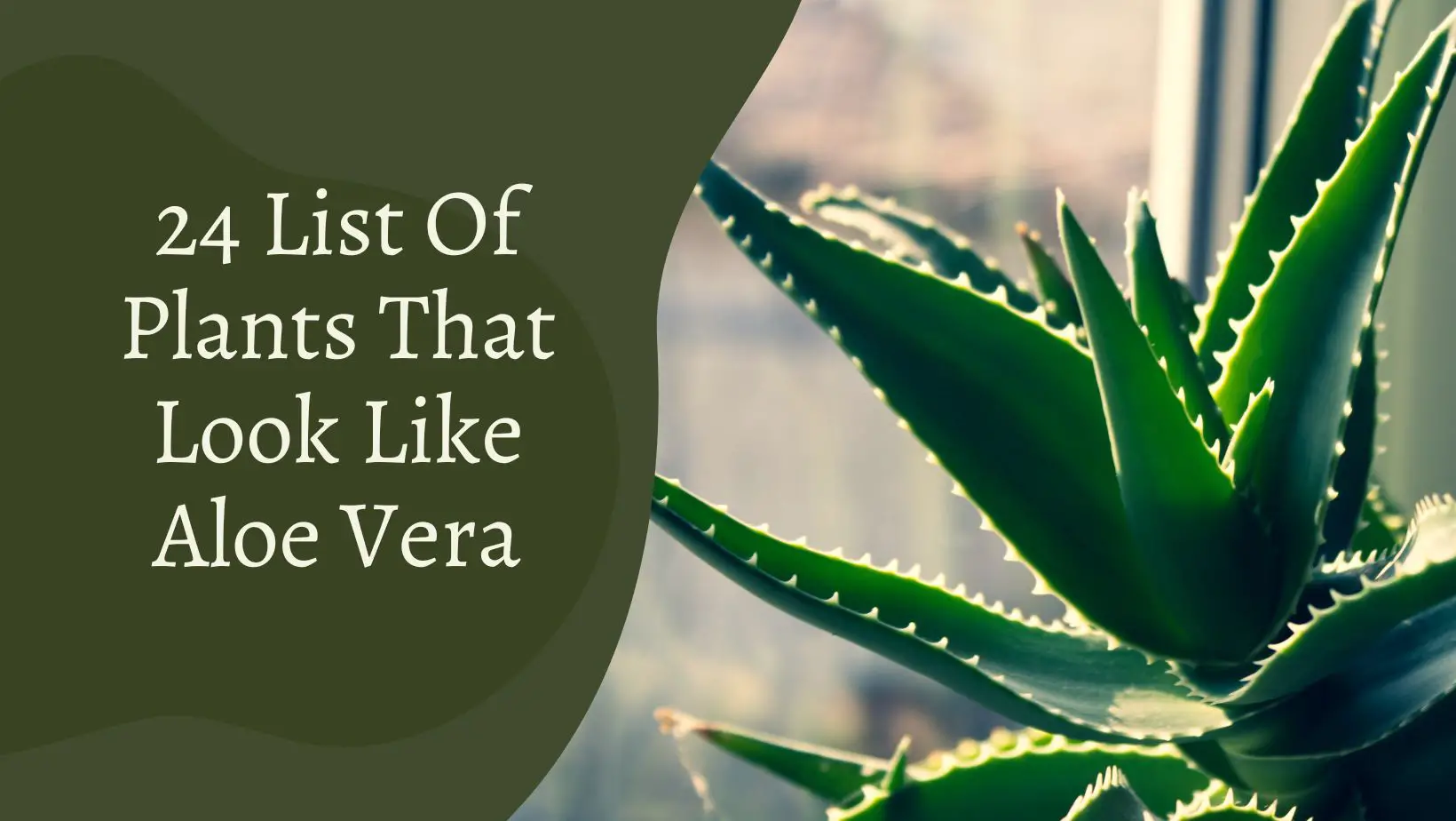 List Of Plants That Look Like Aloe Vera
