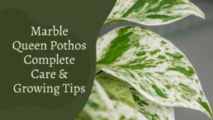 Marble Queen Pothos- Complete Care & Growing Tips
