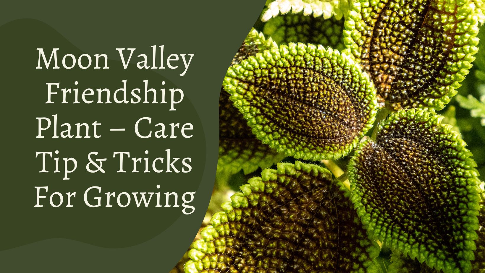 Moon Valley Friendship Plant – Care Tip & Tricks For Growing